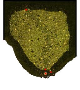 Blooming Flower Land